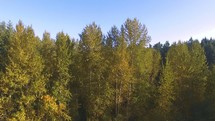 aerial view over a forest 