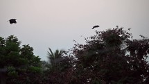Birds flying in the trees at dusk  in a small village outside of the city of  Vizag Visakhapatnam, India