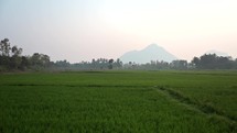  Rice field in a small village outside of the city of  Vizag Visakhapatnam, India