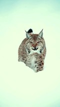 Close-up photo of lynx cub walking in winter snowy forest with open mouth.