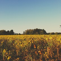 sun shining on a field of dying wild flowers
