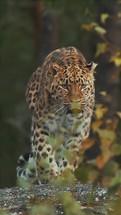 Persian leopard at the zoo