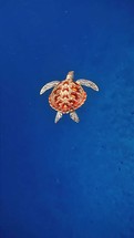 Green turtle on blue ocean background