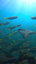 Large stingrays swim among groups of small fish