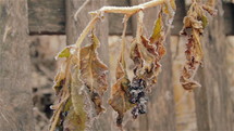 Grapes on frozen vineyard.