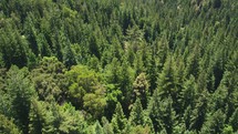 Aerial shot over a green forest - bird-eye view - camera tilted