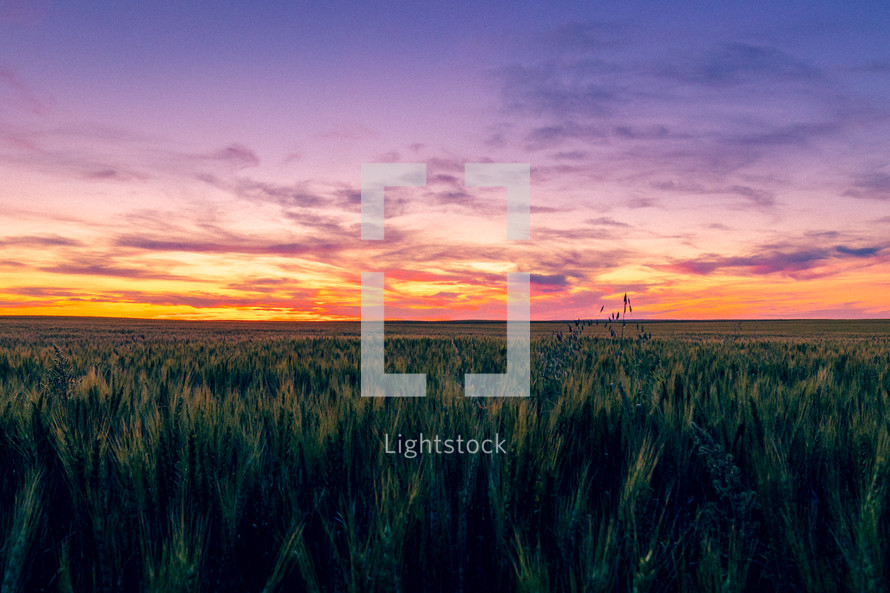 field over wheat under a purple sky at sunset 