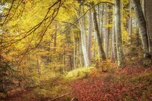 autumn woods 