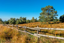 Black forest in autumn and fence line 