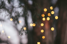 bokeh lights and a tree 
