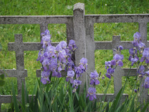 iris (scientific name Iris Germanica) plant purple flower
