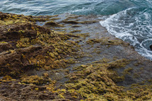 seaweed on rocks along a shore 