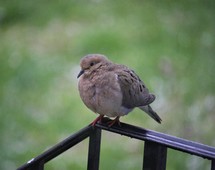 dove on a railing 
