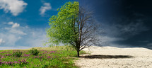 Tree in two parts with green and healthy nature versus drought and polluted nature.