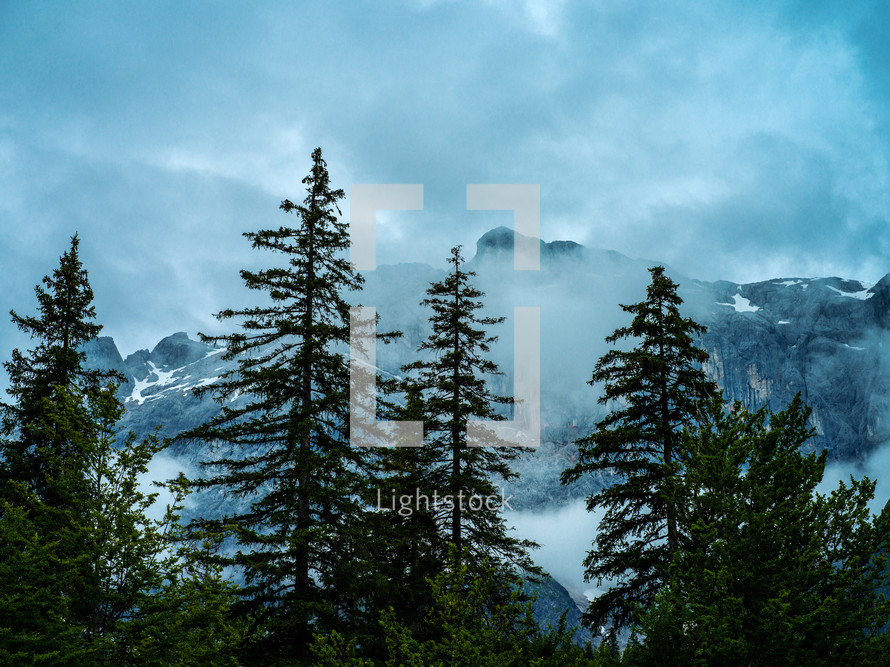 trees and mountains 