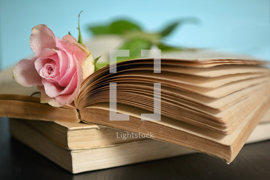 a pink rose on the pages of an opened book 