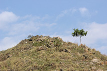 lone tree on the side of a hill 