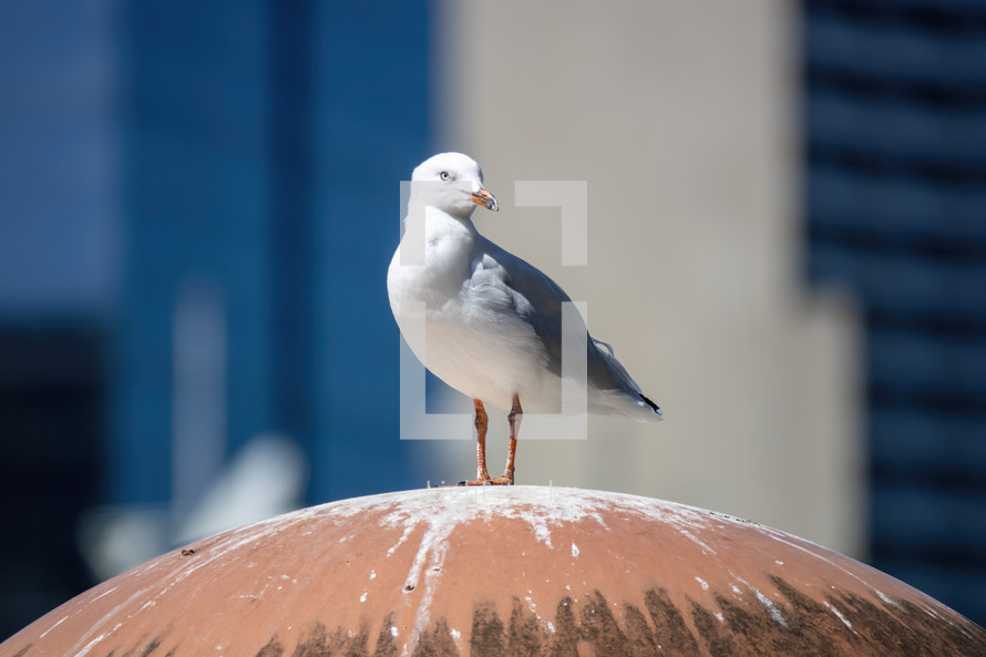 seagull on a roof 