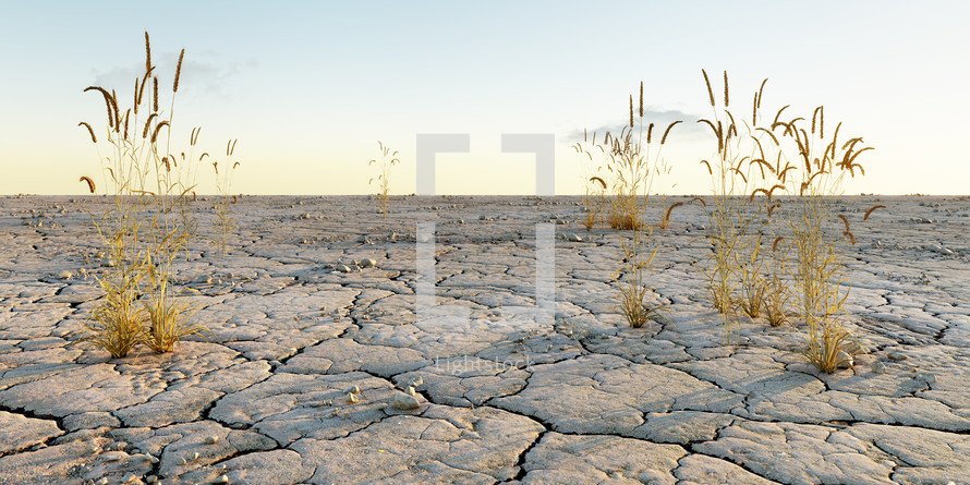 Climate change concept. Wheat field with dry clay ground