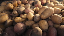 Bad spoiled potatoes, wireworm eaten, unhealthy vegetables. Sick, disease, late blight. Solanum tuberosum with maggots inside. Rotten harvest. Crop failure. Tuber affected by bacterial decay 