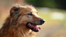 Portrait of happy dog in blurred natrue background
