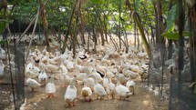 Flock of white geese in an open air farm
