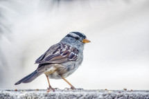 white crowned sparrow 