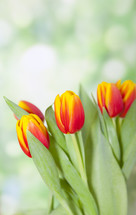 Spring Flowers with Copy Space