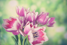 Mother's Day Flowers Background