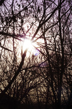 sun glowing through winter tree branches