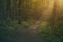 sunlight on a forest path 
