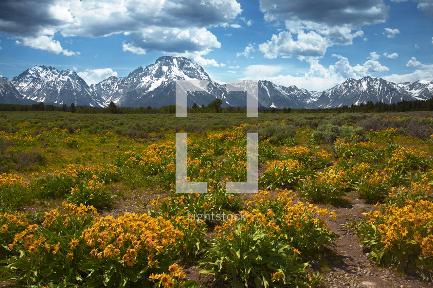 wildflowers and snow capped mountains 
