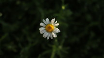 daisy outdoors 