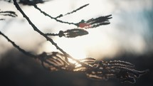 Cinematic tree 4K video blowing in the wind at sunset. Sunrise video plants, leaves and trees, branch, nature forest and woodland background footage