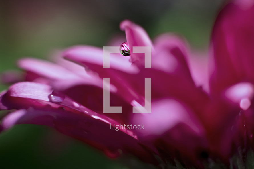 water droplet on a pink flower