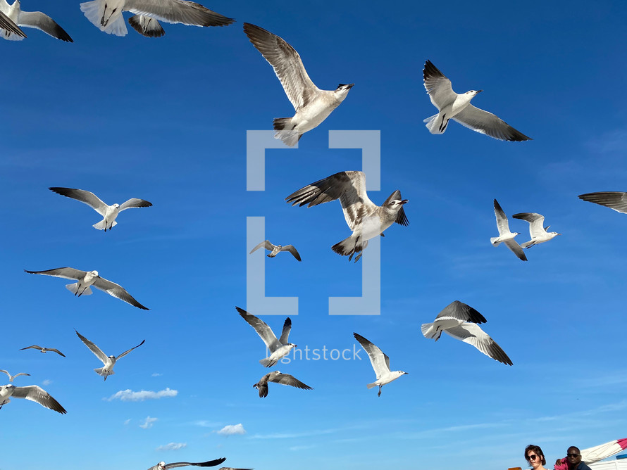 seagulls in flight 