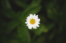 a single white daisy 