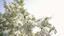 Flowering apple tree with white flowers in sunny nature background
