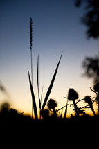 A silhouette of grasses against a sunset.