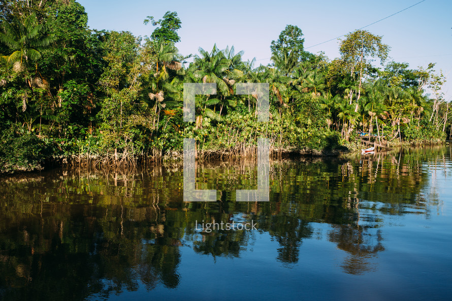 Palm trees along the shore of the Amazon river 