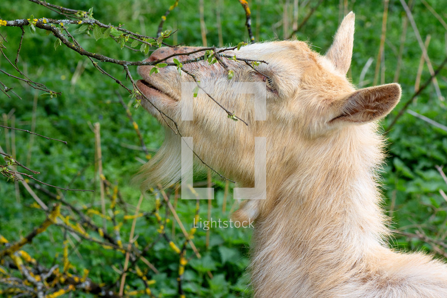 goat eating from a branch 