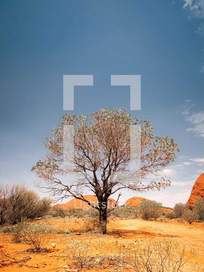 a tree in an Australian desert 
