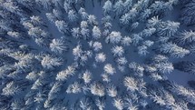 Bird view of peaceful winter forest trees in wild frozen nature
