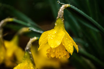 wet daffodils 