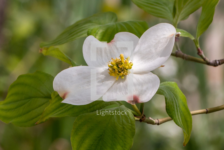 dogwood flower and leaves on the end of a branch