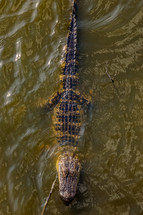 aligator in water 