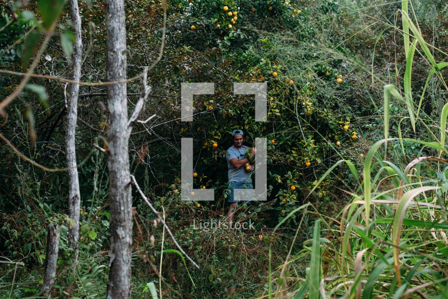 a man picking oranges in a forest 