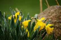 wet daffodils 