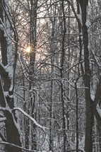 Sunlight shines through a forest of bare trees covered in snow