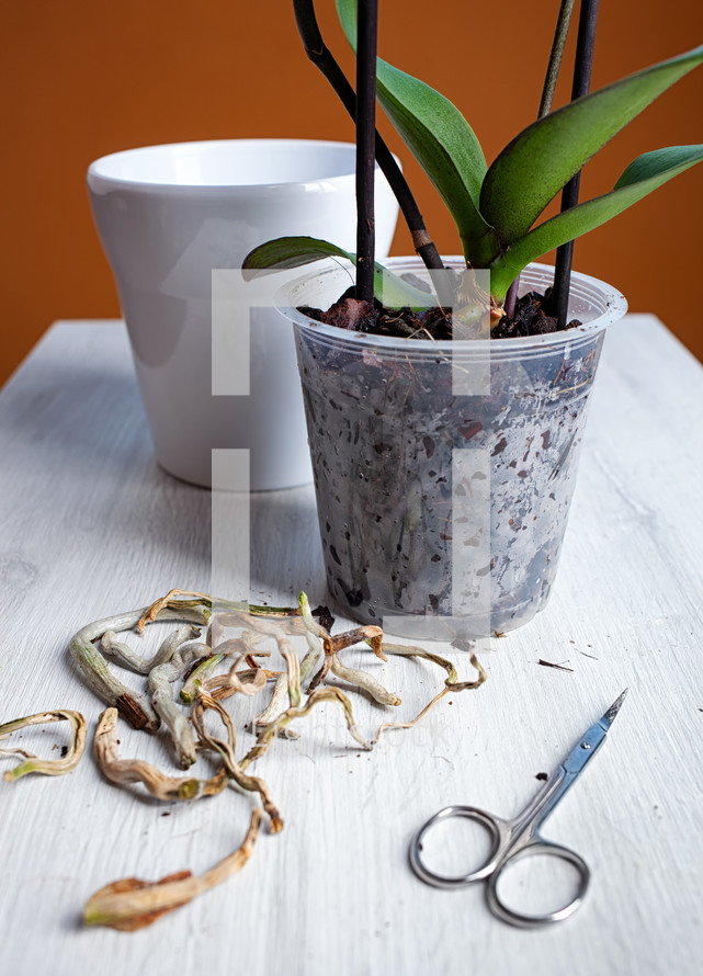 pruning an orchid plant 